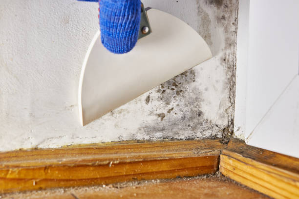 Best Asbestos and Lead Testing During Mold Inspection  in Renton, WA